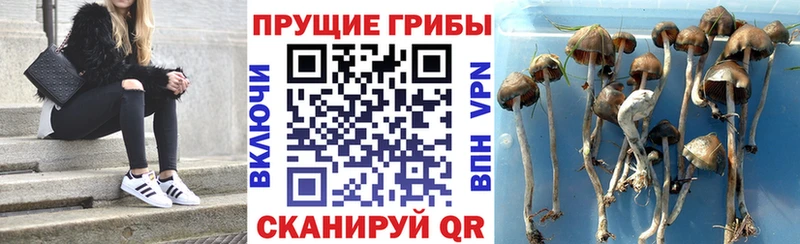 Галлюциногенные грибы MAGIC MUSHROOMS  Купить закладки  Красноуральск 